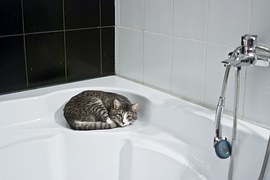 bathtub with a cat