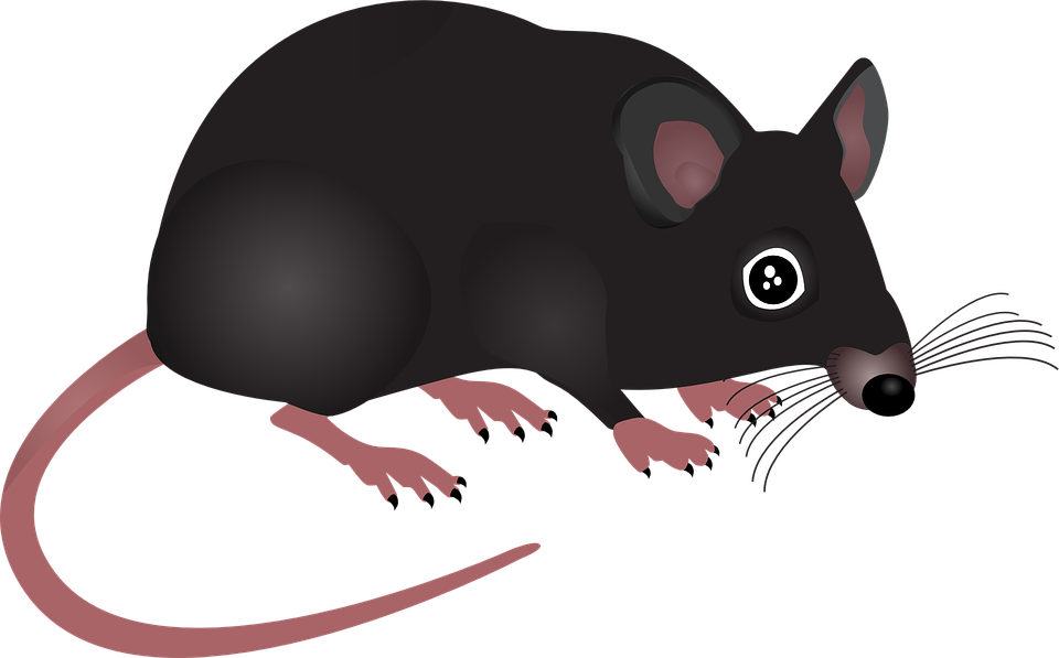 Benefits Associated With Pest Control Companies