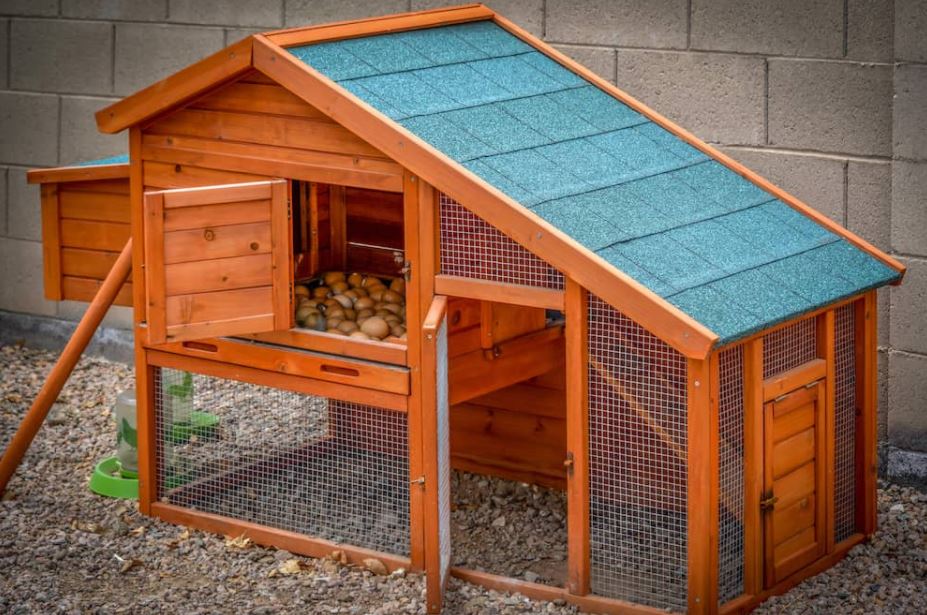 What to Consider When Choosing a Site for Your Chicken Coop